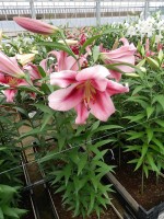 [5174 Dolce and Gabbana No01.JPG]